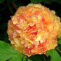 Rare Jin Ge Japanese Tree Peony  10 Seeds