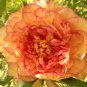 Rare Jin Ge Japanese Tree Peony  10 Seeds