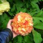 Rare Jin Ge Japanese Tree Peony  10 Seeds