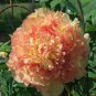 Rare Jin Ge Japanese Tree Peony  10 Seeds