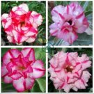 Feng Wu Double Adenium Desert Rose 4 Seeds