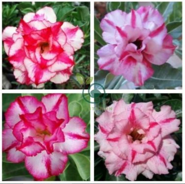 Feng Wu Double Adenium Desert Rose 4 Seeds