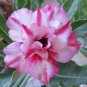 Feng Wu Double Adenium Desert Rose 4 Seeds