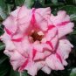 Feng Wu Double Adenium Desert Rose 4 Seeds