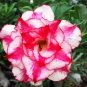Feng Wu Double Adenium Desert Rose 4 Seeds