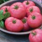 Heirloom Pink Girl Big Bunches of Tomato 200 Seeds