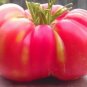 Heirloom Pink Girl Big Bunches of Tomato 200 Seeds