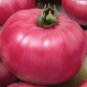 Heirloom Pink Girl Big Bunches of Tomato 200 Seeds