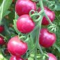 Heirloom Pink Girl Big Bunches of Tomato 200 Seeds