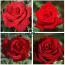Heirloom Fresh Red Chinese Rose Flower 40 Seeds