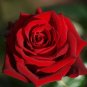 Heirloom Fresh Red Chinese Rose Flower 40 Seeds