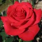 Heirloom Fresh Red Chinese Rose Flower 40 Seeds