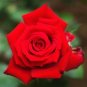 Heirloom Fresh Red Chinese Rose Flower 40 Seeds