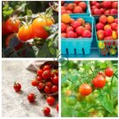 Heirloom Tiny Tim Dwarf Tomato Bonsai Fruits  60 Seeds