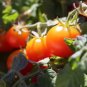 Heirloom Tiny Tim Dwarf Tomato Bonsai Fruits  60 Seeds