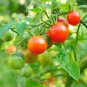 Heirloom Tiny Tim Dwarf Tomato Bonsai Fruits  60 Seeds