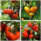 Solanum hybrida Red Ornamental Eggplant   60 Seeds