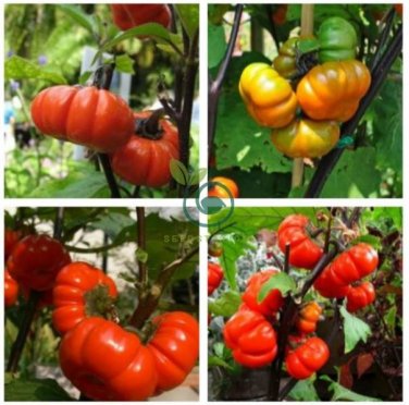 Solanum hybrida Red Ornamental Eggplant   60 Seeds
