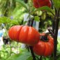 Solanum hybrida Red Ornamental Eggplant   60 Seeds