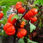 Solanum hybrida Red Ornamental Eggplant   60 Seeds