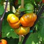 Solanum hybrida Red Ornamental Eggplant   60 Seeds