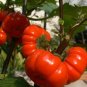 Solanum hybrida Red Ornamental Eggplant   60 Seeds