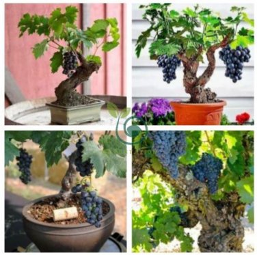 Solanum hybrida Red Ornamental Eggplant   60 Seeds