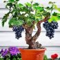 Solanum hybrida Red Ornamental Eggplant   60 Seeds