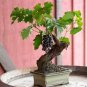 Solanum hybrida Red Ornamental Eggplant   60 Seeds