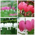 Dicentra Spectabilis Mixed Bleeding Heart 10 Seeds