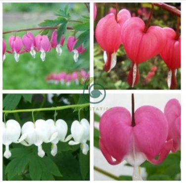 Dicentra Spectabilis Mixed Bleeding Heart 10 Seeds