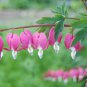 Dicentra Spectabilis Mixed Bleeding Heart 10 Seeds
