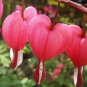 Dicentra Spectabilis Mixed Bleeding Heart 10 Seeds