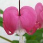 Dicentra Spectabilis Mixed Bleeding Heart 10 Seeds