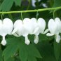 Dicentra Spectabilis Mixed Bleeding Heart 10 Seeds