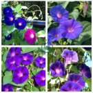 Heirloom Dark Blue Morning Glory With Bright Eyes Climbing Flowers 60 Seeds