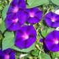 Heirloom Dark Blue Morning Glory With Bright Eyes Climbing Flowers 60 Seeds