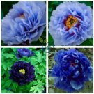 Blue Peony  10 Seeds