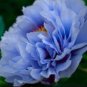 Blue Peony  10 Seeds