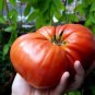 Big Beef Tomato  20 Seeds