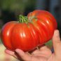 Big Beef Tomato  20 Seeds