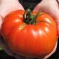 Big Beef Tomato  20 Seeds