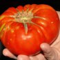Big Beef Tomato  20 Seeds