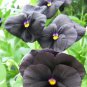 Black Pansy   60 Seeds