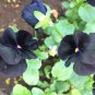 Black Pansy   60 Seeds