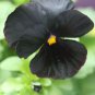 Black Pansy   60 Seeds