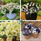 Pixie Dust Combination Petunia Annual Plant Bonsai Flower 200 Seeds