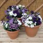 Pixie Dust Combination Petunia Annual Plant Bonsai Flower 200 Seeds