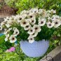 Pixie Dust Combination Petunia Annual Plant Bonsai Flower 200 Seeds