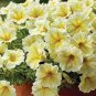 Pixie Dust Combination Petunia Annual Plant Bonsai Flower 200 Seeds